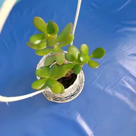 Толстянка денежный дерево