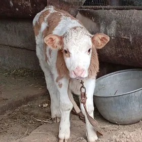 флекви симентал окузче