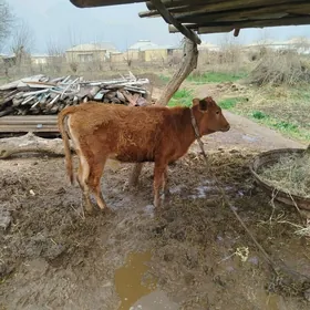 Gulajyn bilen okuzce