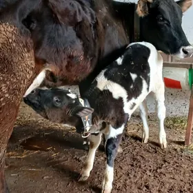 ARGINAL GOLELI SYGYR