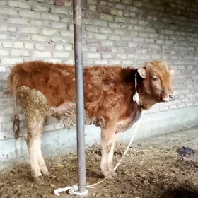 Öküz Şiwet 8 aýlyk