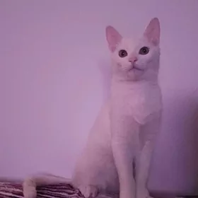 отдам кота в добрые руки