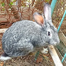 кролик самец, erkek togşan