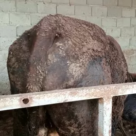 öküz 5sany  sygyr 2sany 1tuwe