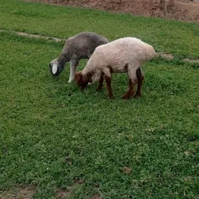 bogaz goýun we goç