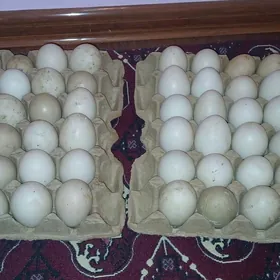 ordek yumurgasyny satlyk