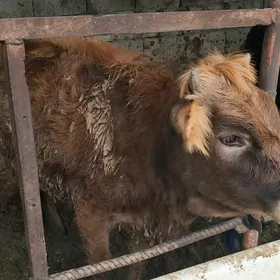 Tüwe. şiwet arassa