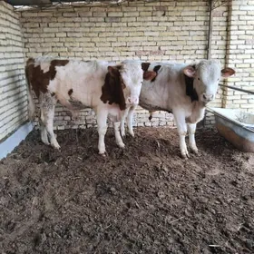 simmental öküzler
