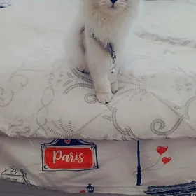 Şinşina paroda pişik