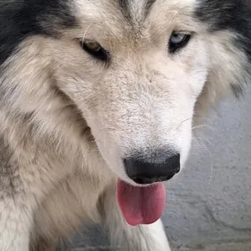 Маламут для спаривание