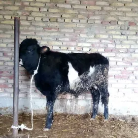 Tohum Öküz Gibrit 1 ýaş 1 aý