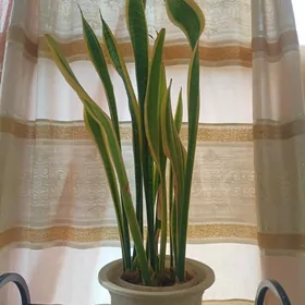 Домашние растения