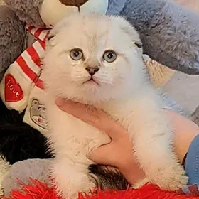 шотландский котёнок