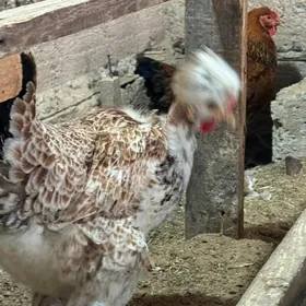 товук тройка