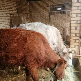 гуложынлар