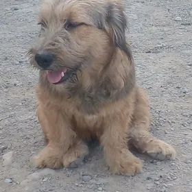 тузик  уркачи  йитердим