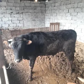 okuz bakmda durn isdäsi gowy