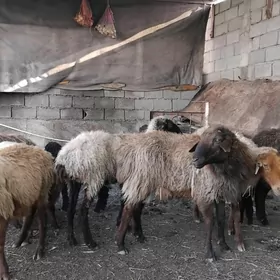 Guzly goyun  we bogaz goÿun