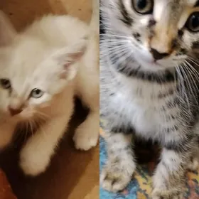 домашние животные