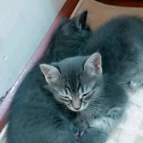 кошка шотландский порода