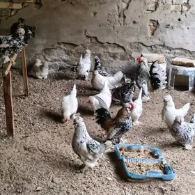 карлик юмуртга