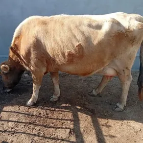 голели сыгыр