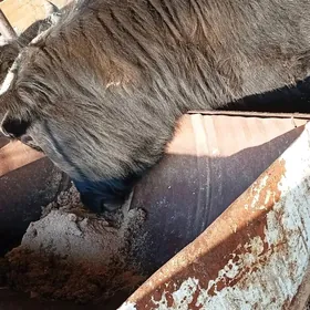 Баклык окуз