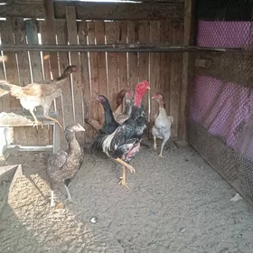 Towuk horoz yumurtga Taskent