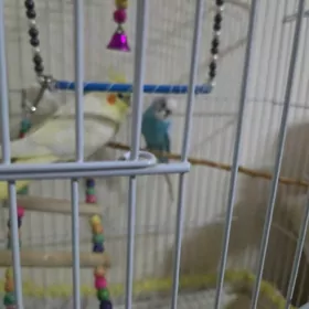 попугай волнистыйпопугай волн