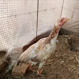 байсов товук