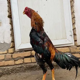 байсов хораз