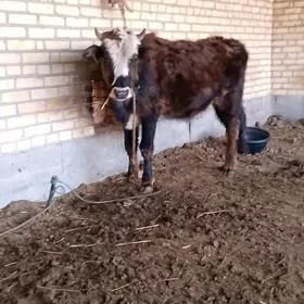 яш ики окуз