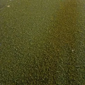 прадаеца трава кавролин