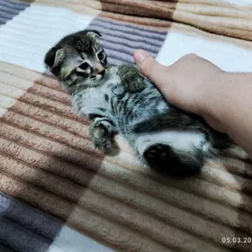 vislauhiy gyzjagaz pisik