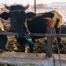 corny pyýostyr inek