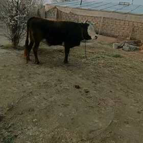 sigire gatiy arsan mal dayow