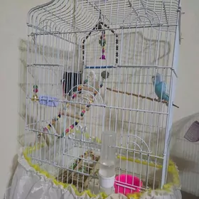 кллетка, kletka