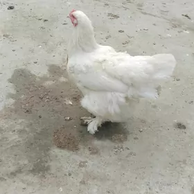 товук АК брама