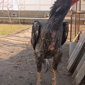 ГЕРМАН- ШАМО