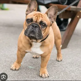 французский бульдог
