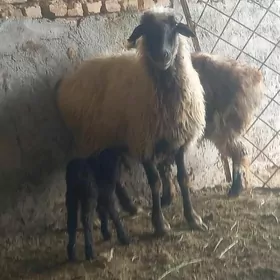guzuly goyun jemi 3 baš 3 si ş
