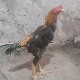 БАЕЦ  ХОРАЗ