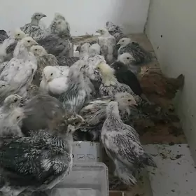 Balgar paroda Jüjeler