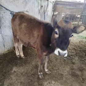 Guljyn şiwes ararat mal