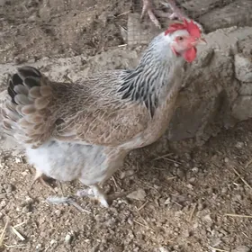 brama gigant ýumurtga