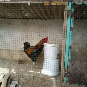 gigant we baýsok gatylan