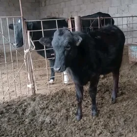 ГОЛЕЛИ СЫГЫР БОГАЗ СЫГЫР