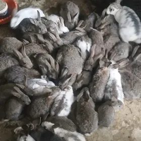 Towşan oňyşyk bar.