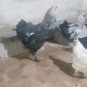 balgar horaz arginal