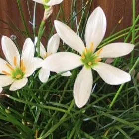 зефирантес